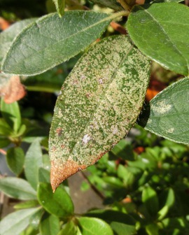 庭の植物の病気や害虫 歯いさい Blog