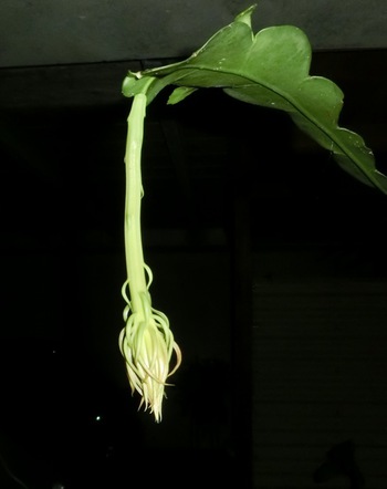月下美人の開花 歯いさい Blog