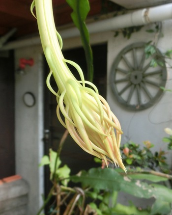 月下美人の開花 歯いさい Blog