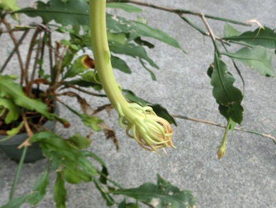 月下美人の開花 歯いさい Blog