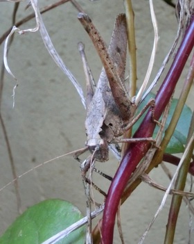庭のお客さんたち（虫たち）