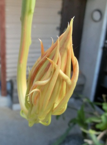 月下美人の開花 歯いさい Blog