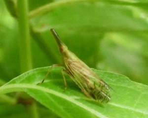 庭のお客さんたち（虫たち）