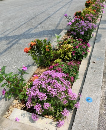 花壇の植え替え ハナキリンをサンダンカ ペンタスへ 歯いさい Blog