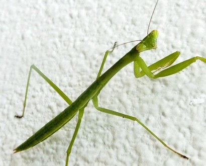 庭のお客さんたち（虫たち）