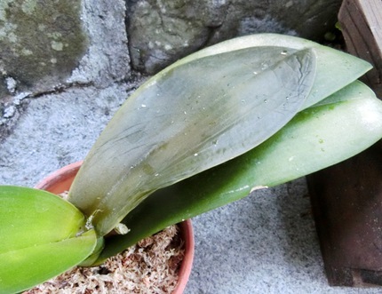 庭の植物の病気や害虫 歯いさい Blog