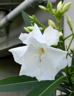 ５月の庭の花たち その２（那覇市首里）