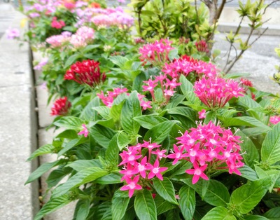 花壇の植え替え ハナキリンをサンダンカ ペンタスへ 歯いさい Blog