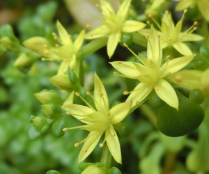 ５月の庭の花たち その２（那覇市首里）