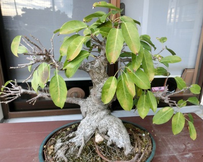 歯いさい!BLOG:アコウの植え替え（土替え）