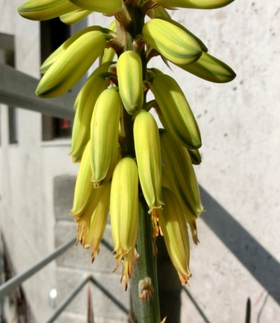 アロエベラの開花 歯いさい Blog