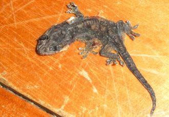 庭のお客さん（カエルとトカゲ、ヤモリ）