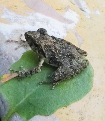 庭のお客さん（カエルとトカゲ、ヤモリ）