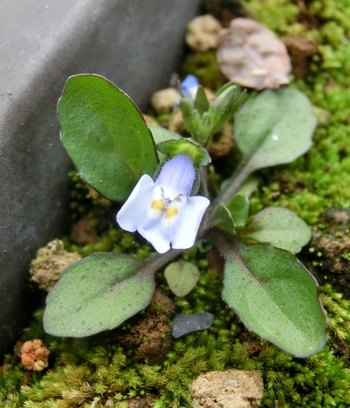 歯いさい!BLOG:鉢植えの中の雑草