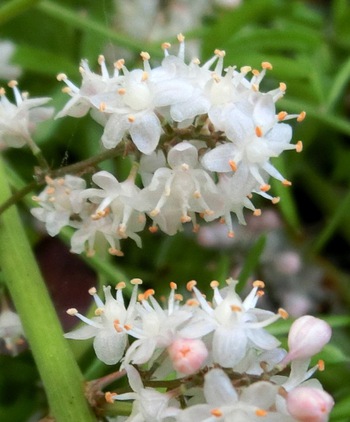 ５月の庭の花たち・その１（那覇市首里）