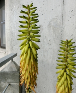 アロエベラの開花 歯いさい Blog