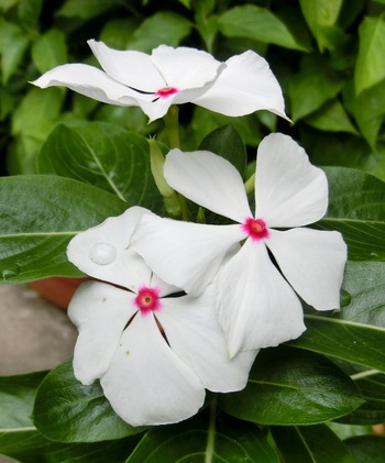 ５月の庭の花たち・その１（那覇市首里）