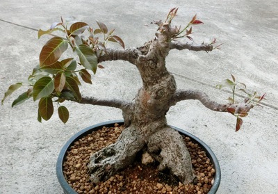 歯いさい!BLOG:アコウの植え替え（土替え）