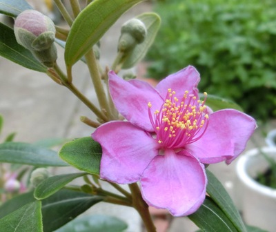 ５月の庭の花たち・その１（那覇市首里）