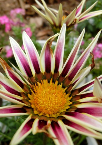 ５月の庭の花たち・その１（那覇市首里）