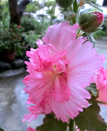 ５月の庭の花たち・その１（那覇市首里）