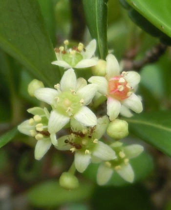 ５月の庭の花たち その２（那覇市首里）