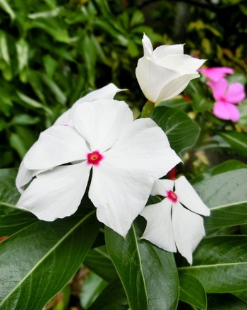 ５月の庭の花たち・その１（那覇市首里）