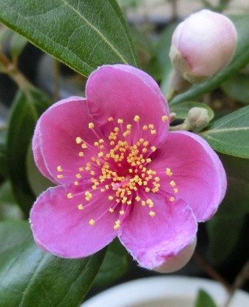 ５月の庭の花たち・その１（那覇市首里）