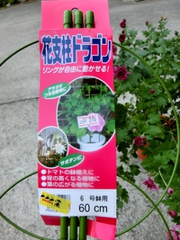 シマギクの開花 歯いさい Blog
