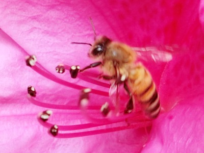 花とミツバチ（庭仕事中のお客さん）