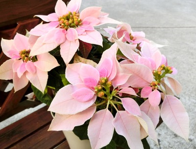 １１月の庭の花たち