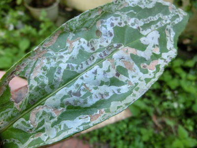 庭の植物の病気や害虫 歯いさい Blog