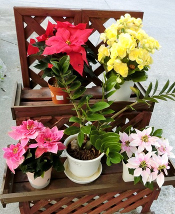 １１月の庭の花たち