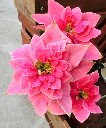 １１月の庭の花たち