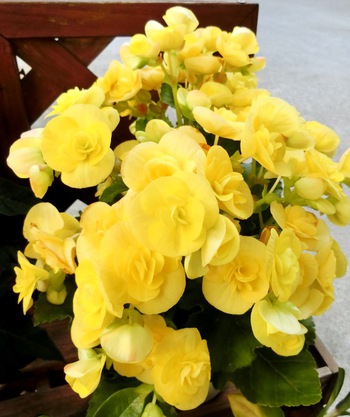 １１月の庭の花たち