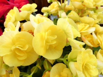 １１月の庭の花たち