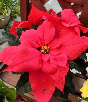 １１月の庭の花たち