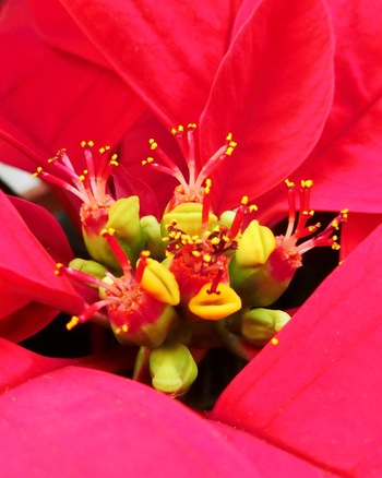 １１月の庭の花たち