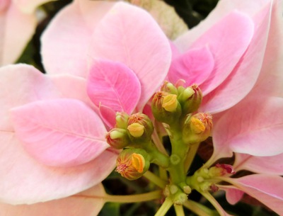 １１月の庭の花たち