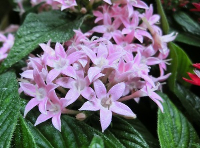 ５月の庭の花たち・その１（那覇市首里）