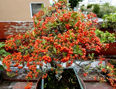 １１月の庭の花たち