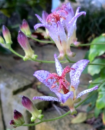 １１月の庭の花たち