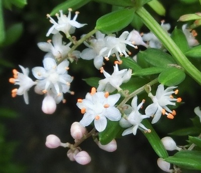 ５月の庭の花たち・その１（那覇市首里）