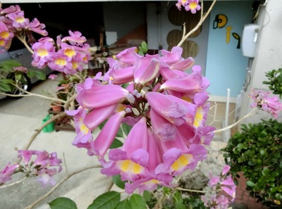 １１月の庭の花たち