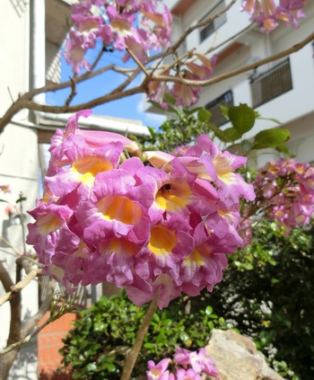 １１月の庭の花たち