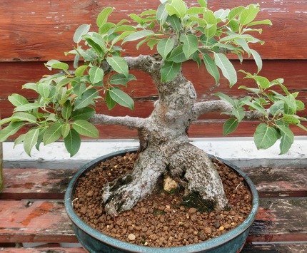 歯いさい!BLOG:アコウの植え替え（土替え）