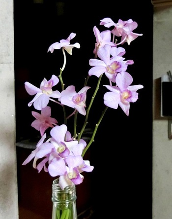 １１月の庭の花たち