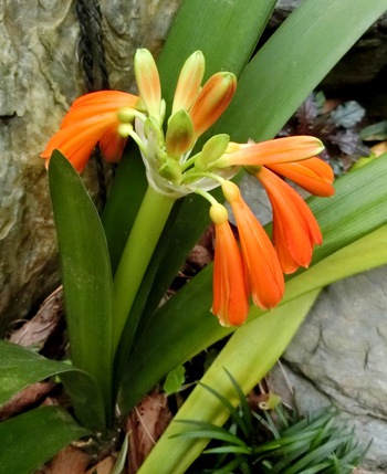 １１月の庭の花たち