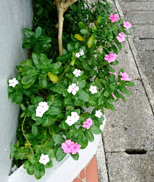 ８月の庭と近所の花たち（ハイビスカスなど）