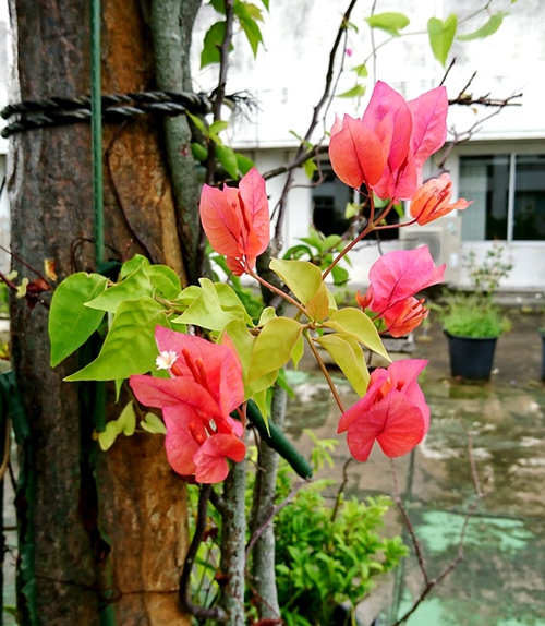 ９月の庭の花たち（主に那覇市立病院 屋上庭園）